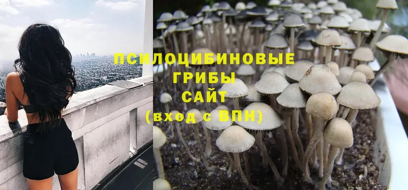 купить   Галич  Галлюциногенные грибы MAGIC MUSHROOMS 